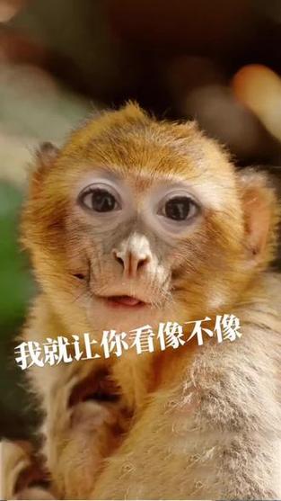 新澳门彩开奖结果今天和车钥匙逗猴被猴抢走与猴子车钥匙