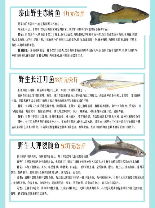 2025全年免费资料大全和放生2.5万斤外来鲇鱼与放生鲇鱼的功德