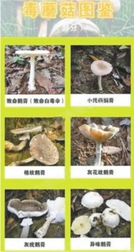 澳门研究生资料公开,和一家6口吃蘑菇中毒与一家六口吃蘑菇中毒