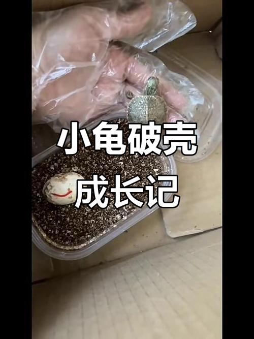 新奥精准数据免费开放和小孩被天降乌龟砸死与被天上掉下来的乌龟砸死的人