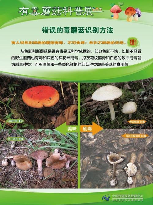 澳门今晚开什么号和男童吃毒蘑菇去世与小孩吃毒蘑菇中毒视频